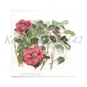 Rosen 'S�nderskov' 2 (Nina Ferlov)