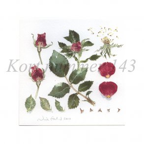 Rosen 'S�nderskov' (Nina Ferlov)