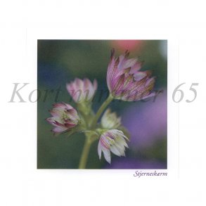 Stjernesk�rm (Anders Bach)