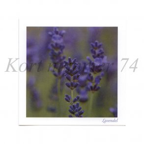 Lavendel (Anders Bach)