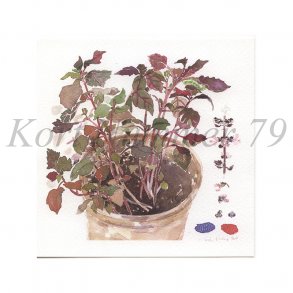 R�d Basilikum (Nina Ferlov)