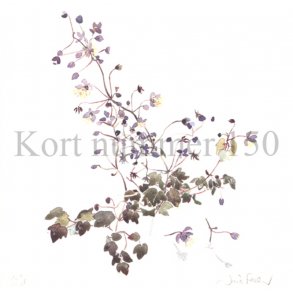 Violfr�stjerne (Nina Ferlov)