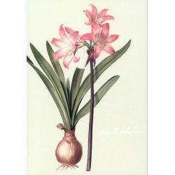 MINIKORT - Amaryllis belledonna og Amaryllis pallida