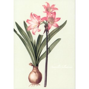 MINIKORT - Amaryllis belledonna og Amaryllis pallida
