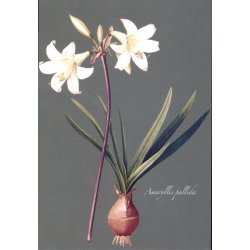 MINIKORT - Amaryllis belledonna og Amaryllis pallida