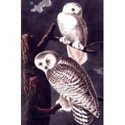 MINIKORT - Ugle og Sneugle