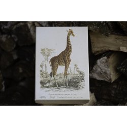 Pap boks, st / 3 stk. - Safari dyr