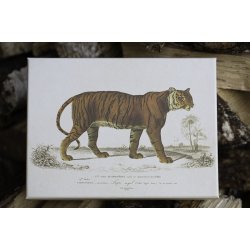 Pap boks, st / 3 stk. - Safari dyr