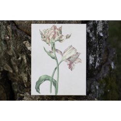 Pap boks, st / 3 stk. - Tulipan