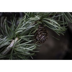 Juleophng blond labradoodle H7cm