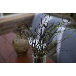 Frokostservietter - Nordiske fugle (20stk.)