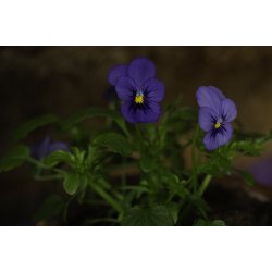 Servietter - stedmoder