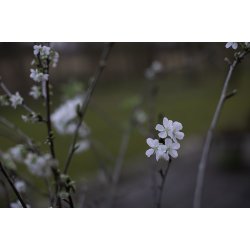 Frokostservietter - Hvid valmue (20stk.)