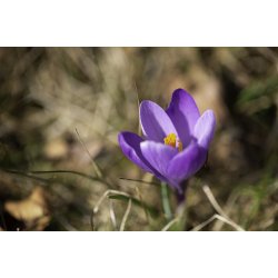 Frokostservietter - Syren (20stk.)