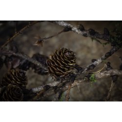 Duftlys - Juleble / juleroser