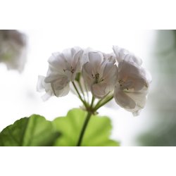 Dbskjoleske stor (syrefri) (ISO 16245 A)