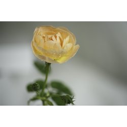 Luminara LED Fyrfadslys 12 stk.