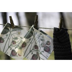 Frokostservietter - Jordbr (20stk.)