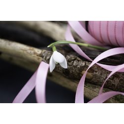 Silkebnd rosa pr. meter