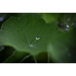 Sct. Bernard med hjul