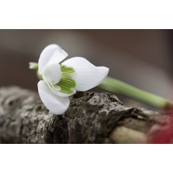 Silkebnd mrk lilla pr. meter