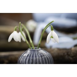 Dinner candle creme  (stk.)