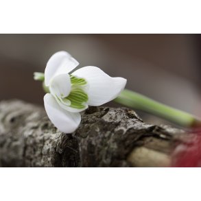 GLANSBILLEDER OG GLAMOUR